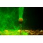 Kiana Carp Goo Tiger Nut Smoke