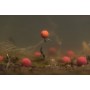 Korda Pop Up Boilie Essential Cell